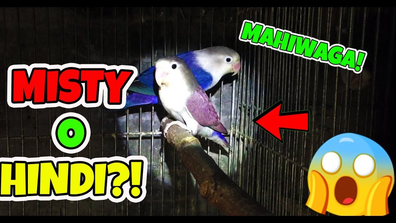 MISTY O HINDI? MAHIWAGANG MGA INAKAY!