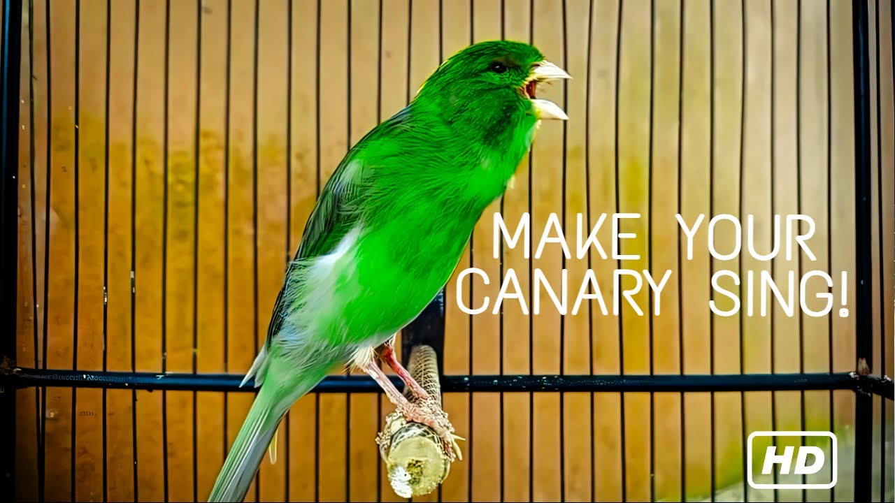 Лучшая песня для тренировки канареек 🐦 | Заставьте вашу канарейку петь громче и красивее уже сегодня