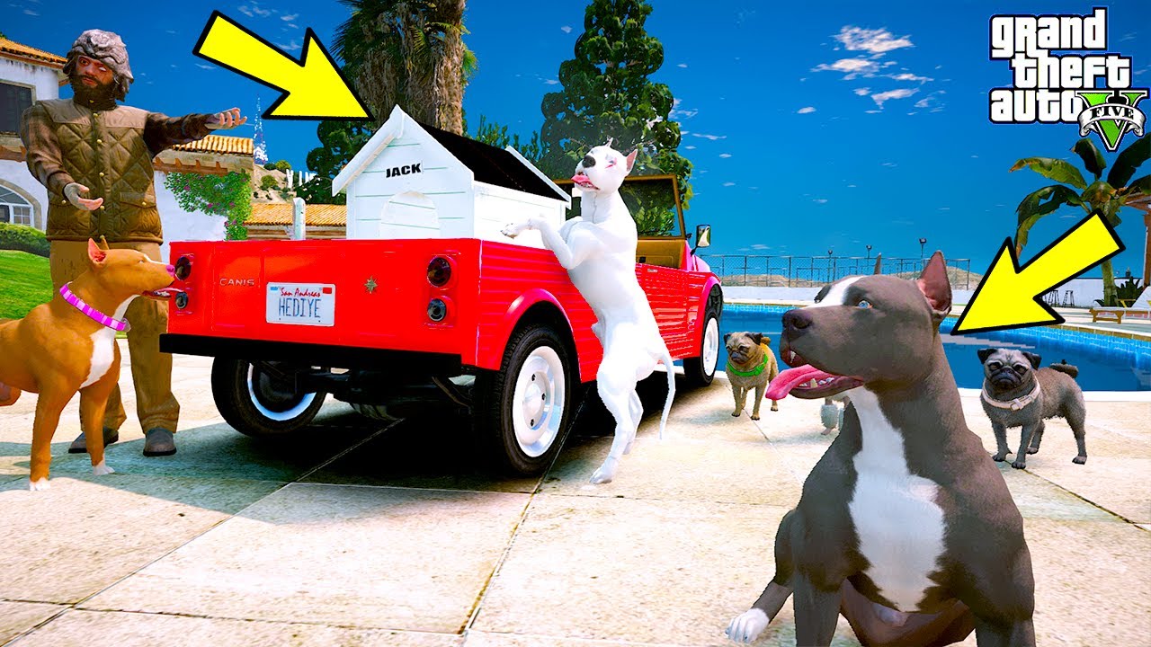 BEYAZ PİTBULL JACK VE YAVRU PİTBULL YENİ EV İÇİN KAVGA ETTİ! -- GTA 5
