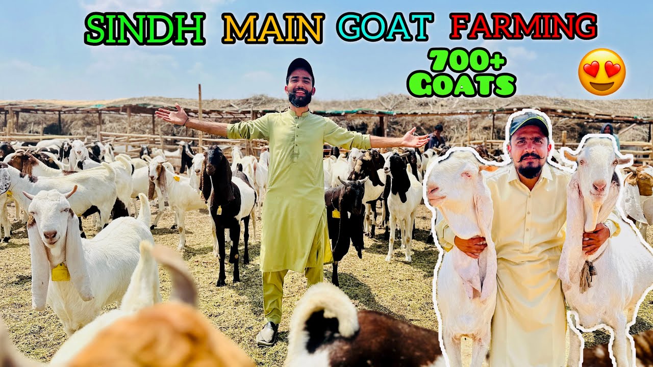 Sindh Kay Aik Goat Farm Chale Gae | Chambar Main Ali Goat Land | Rate Updates | Qurbani Season 2024