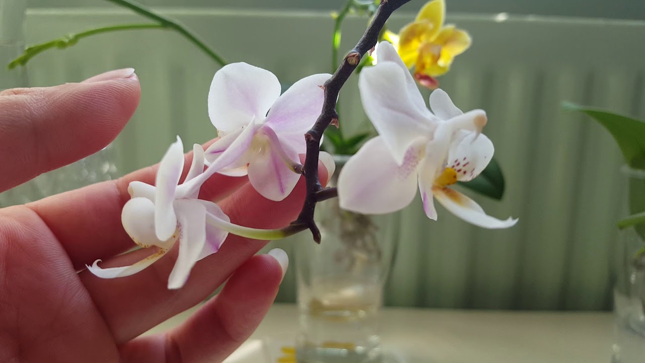 介紹種植蝴蝶蘭最好的方法！(廣東話)23/04/2020