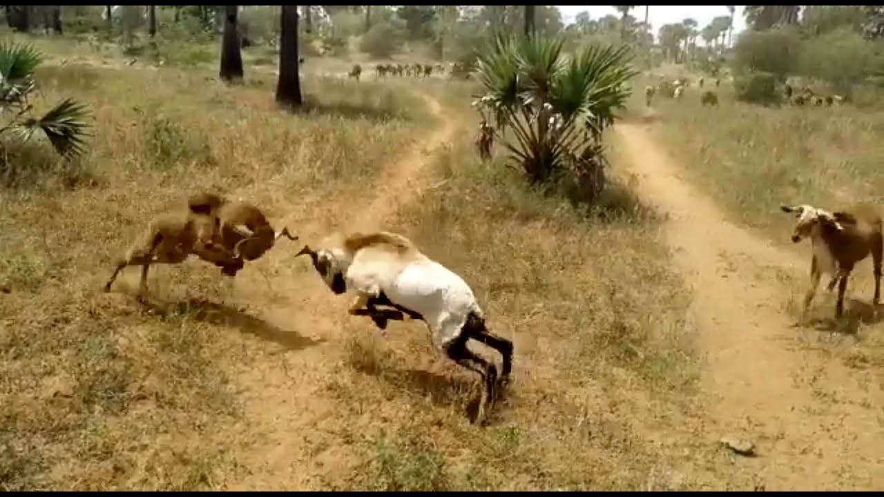 goats fighting in village field /aggressive goats/ funny goats