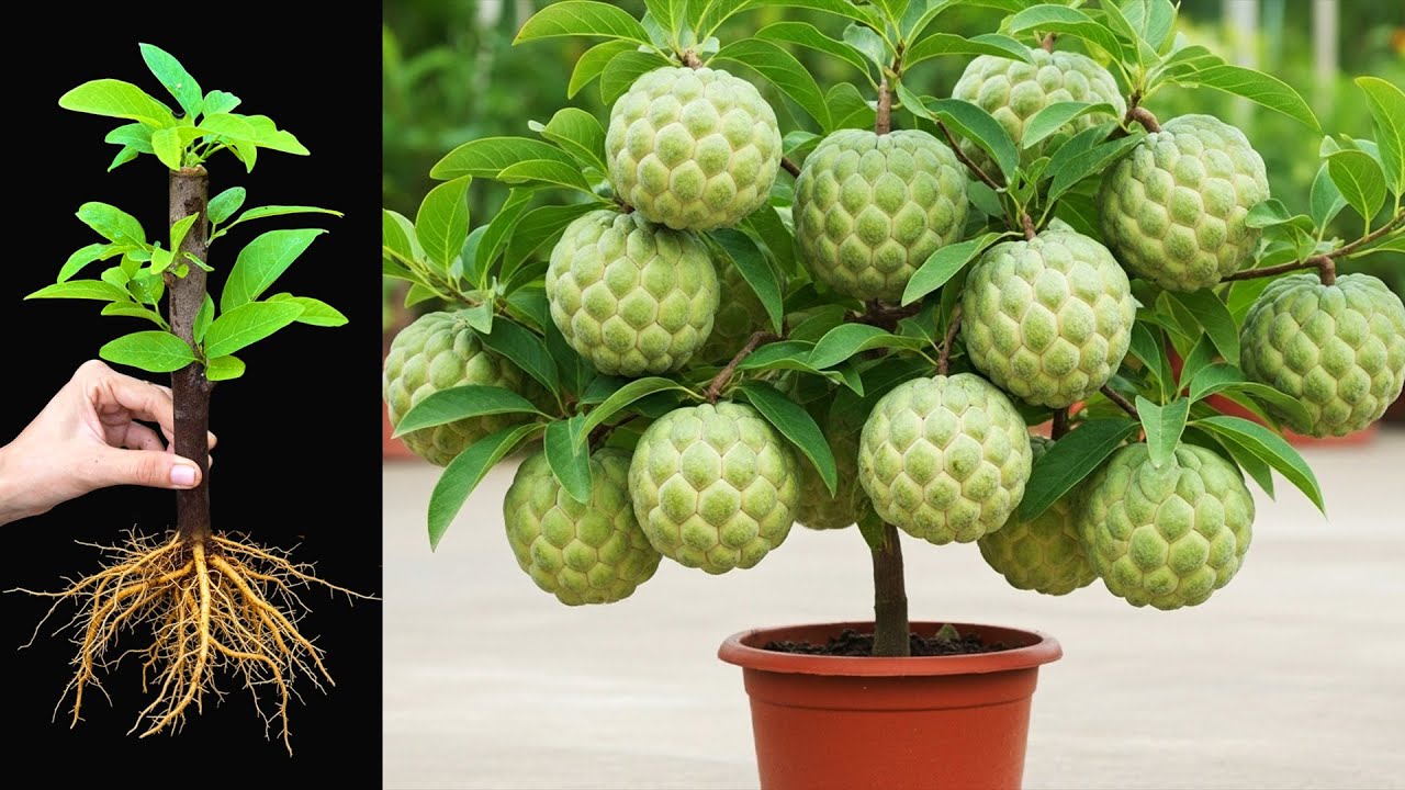 3 Great Way To Grow Sweetsop Trees From Cuttings At Home