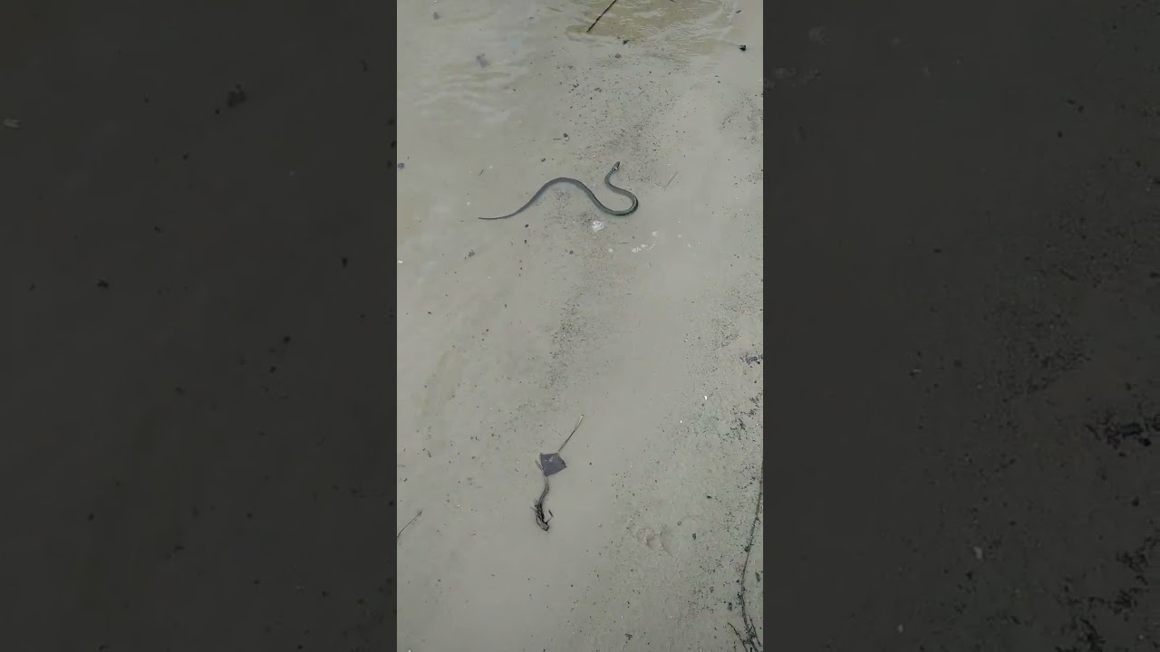 #snake