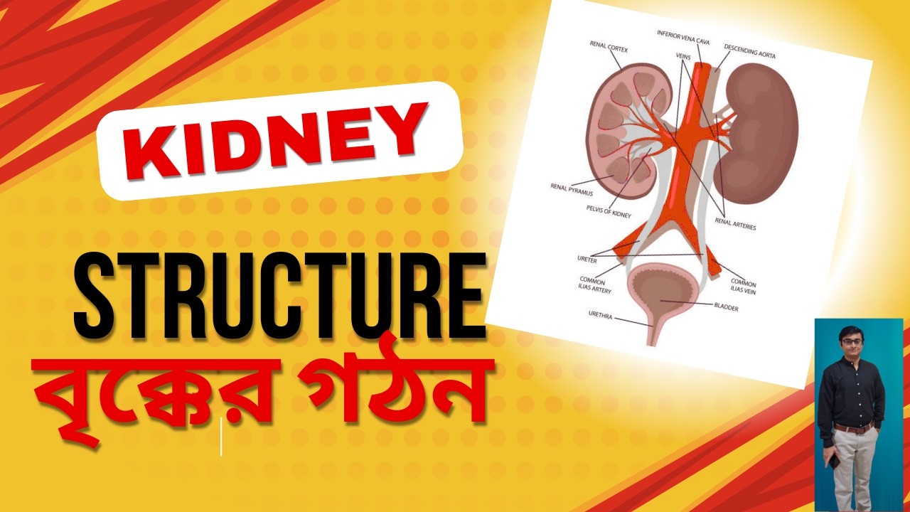 Kidney Structure (বৃক্কের বা কিডনির গঠন) #kidney #biology #lifescience #neet #anatomy #education