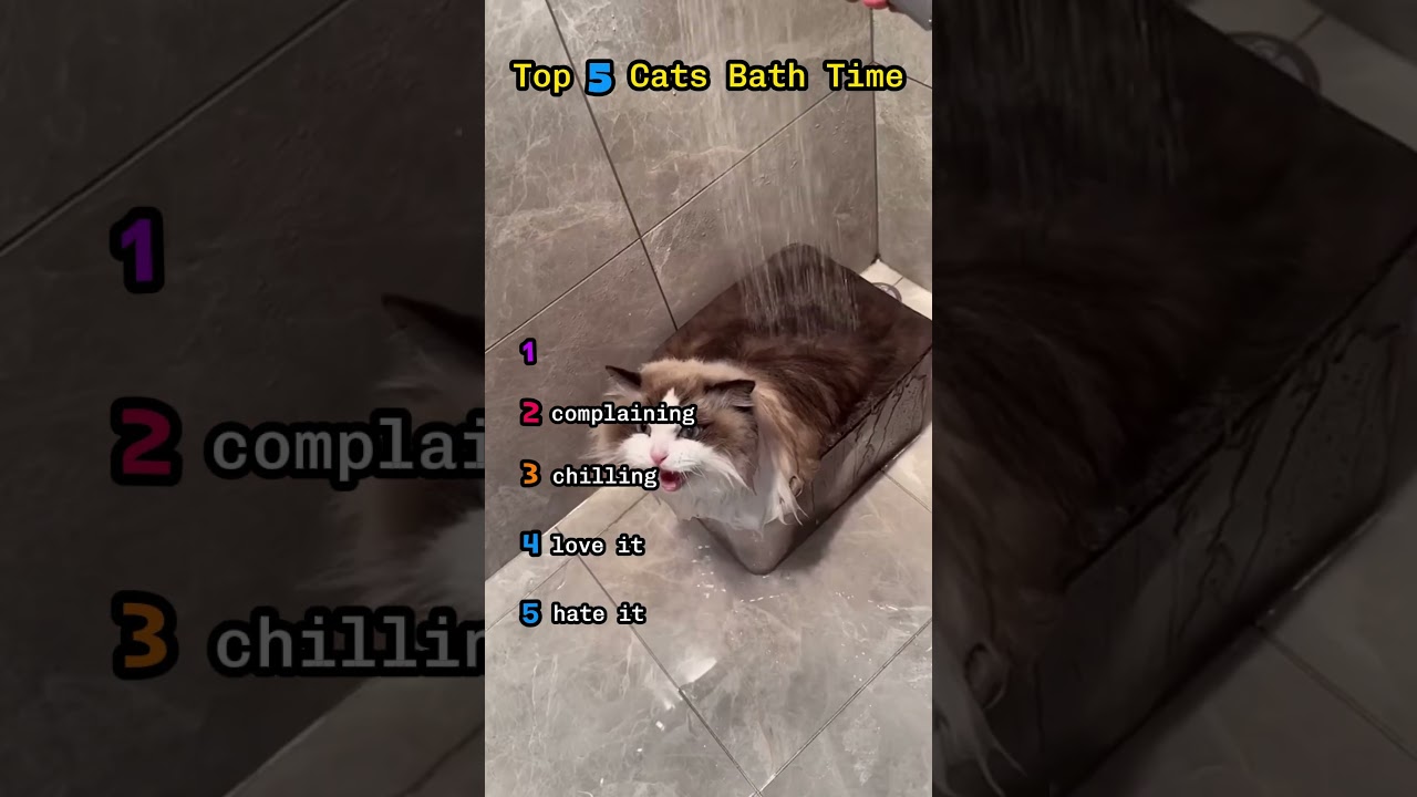 Top 5 Cats Getting a Bath | Funny & Cute Cat Bath Moments #Shorts