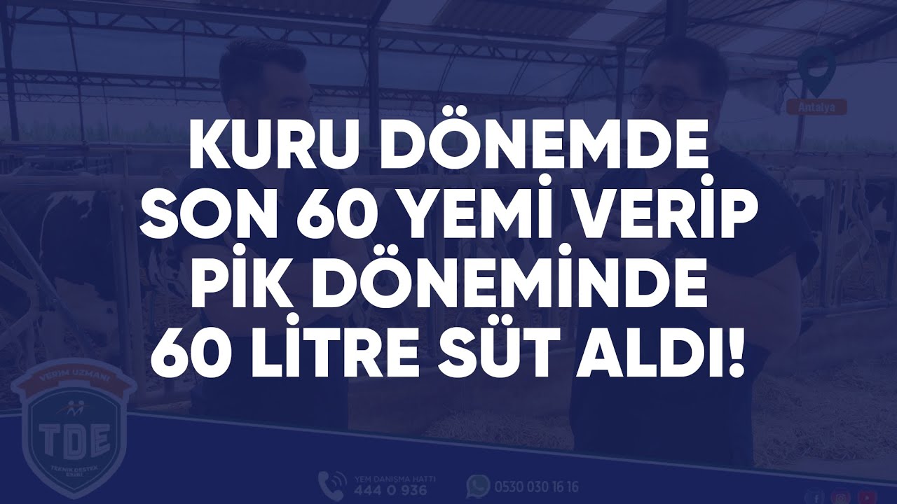 Kuru Dönemde Son 60 yemi verdi, pik dönemde 60 litre süt aldı