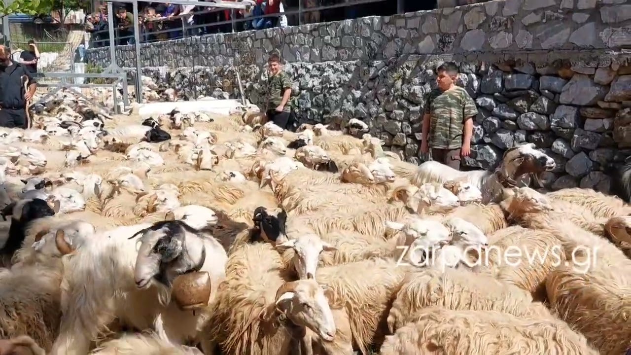 Αναβίωσε το έθιμο στην Ασή Γωνιά το άρμεγμα και ο Αγιασμός των προβάτων