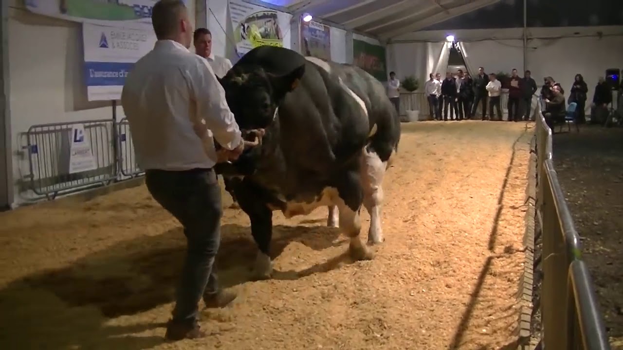 Dünyanın En Büyük İnekleri (devasa inekler)