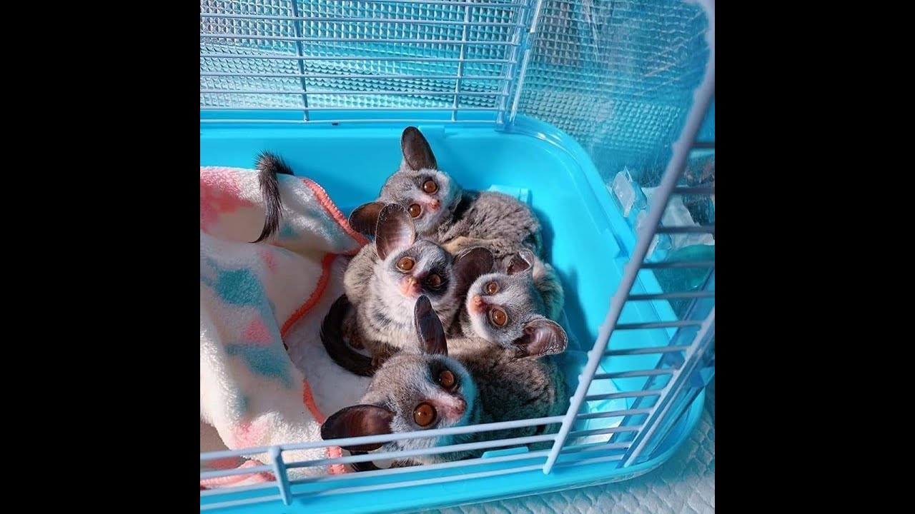 ✍ السناجب 🐿 والبوش بيبى bush baby 🐨 والفيريت ferret 🦡 مع المهندس / محمد رمضان