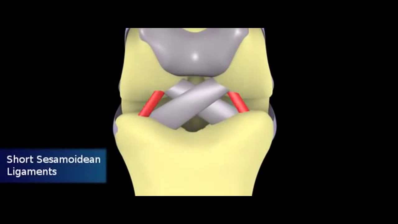 Anatony of the tendons and ligaments of horses