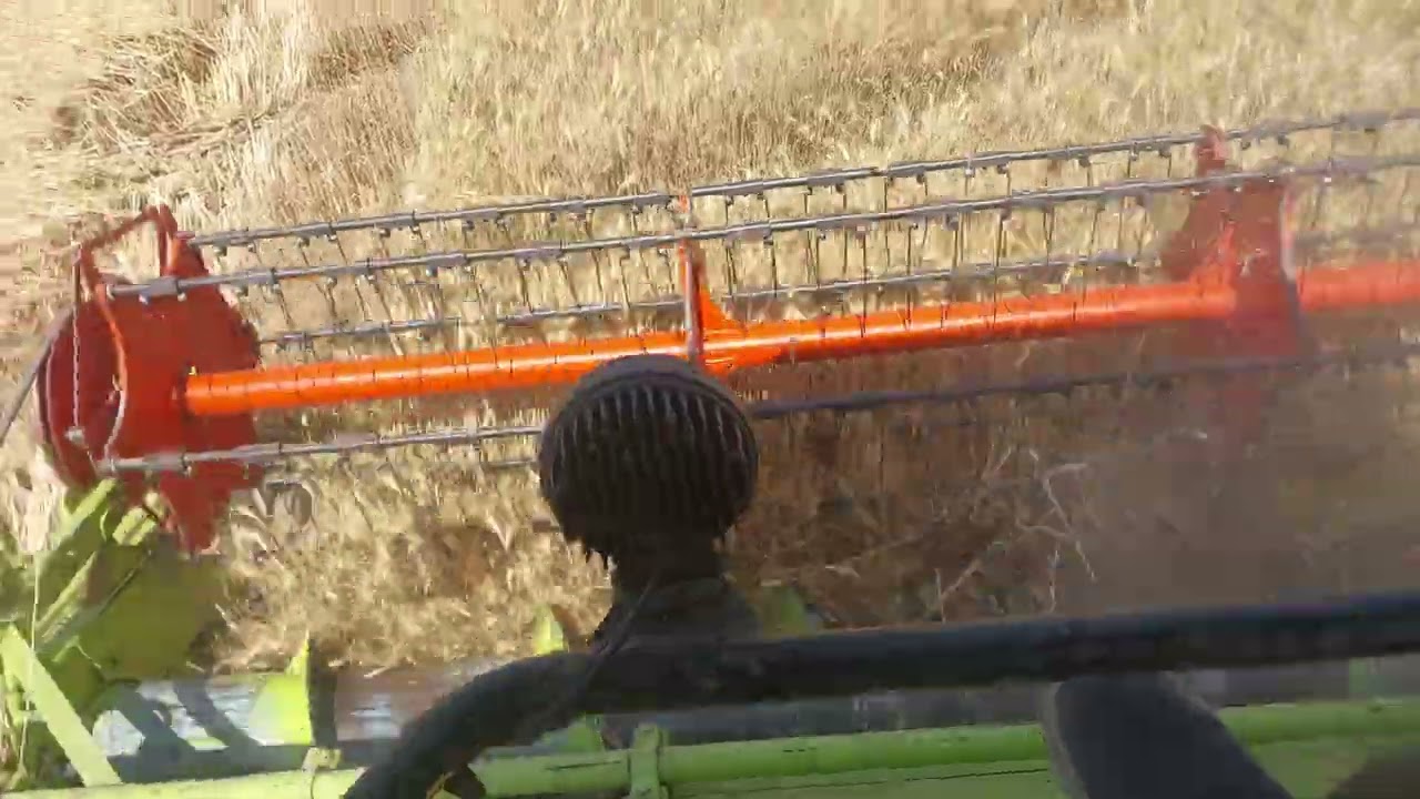 Kartar 4000 harvester combine I harvestingand dropping wheats in the trolley