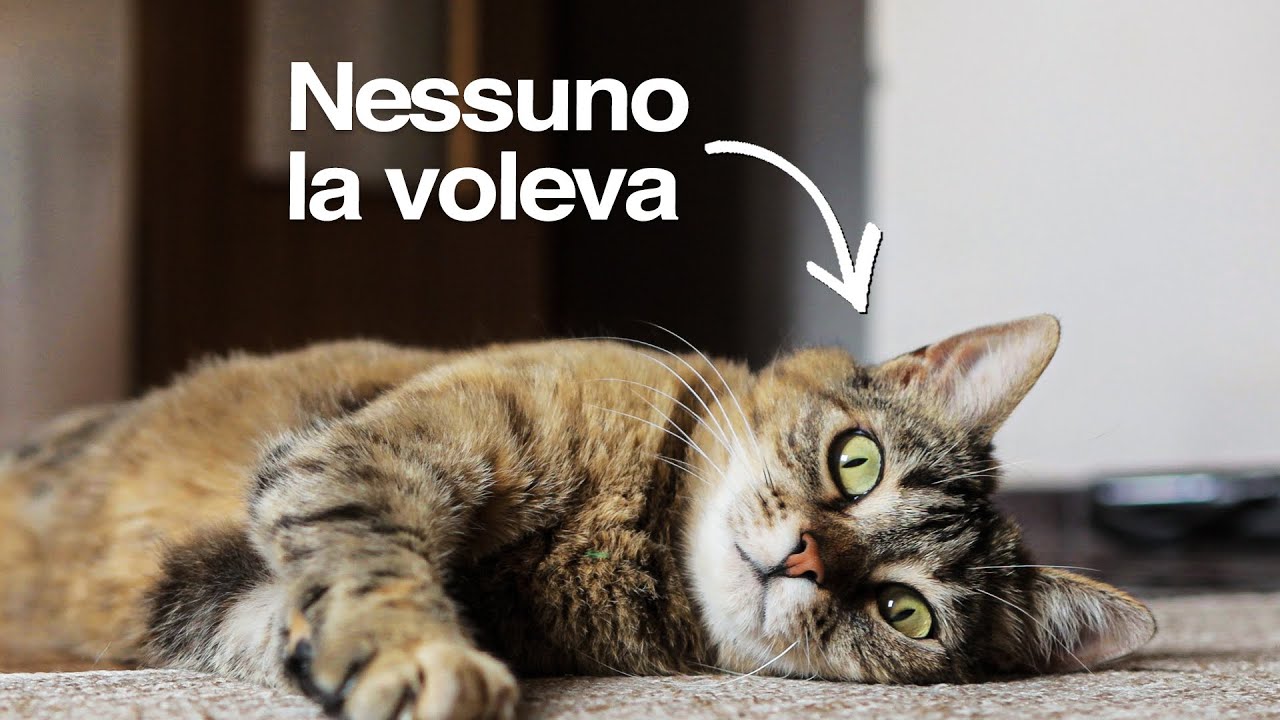 Nessuno voleva questa gattina 😢 L'ho presa io!