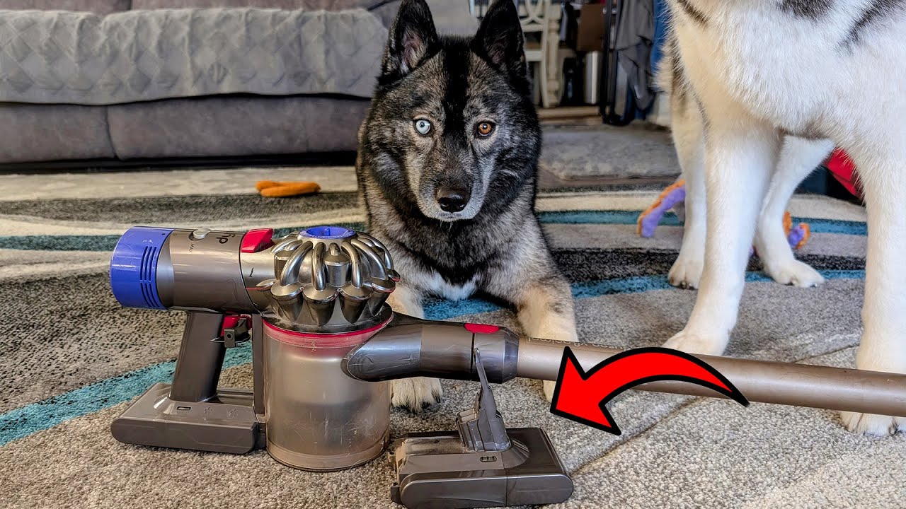 Best Replacement Battery for Dyson V8? Full Review