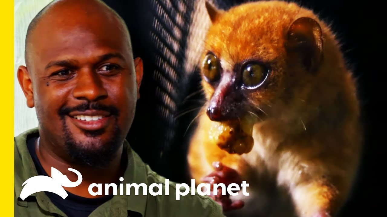 Adorable Lemur's Explosive Speed Is Mind-Blowing! | Little Giants
