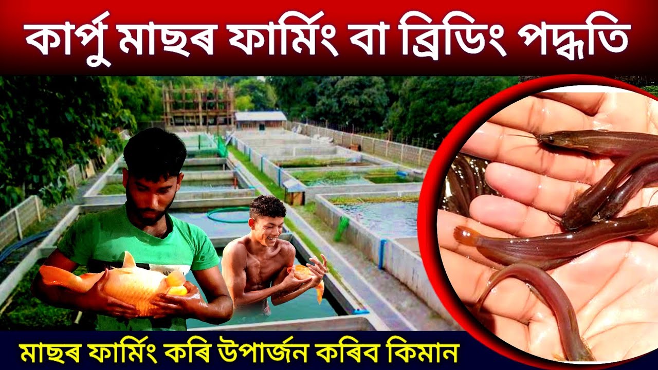 কাৰ্পু মাছৰ ফাৰ্মিং কৰাৰ BEST উপায় কী/Faruk Business Ideas/Fish Farm in Assam/Catfish Farm in Assam 