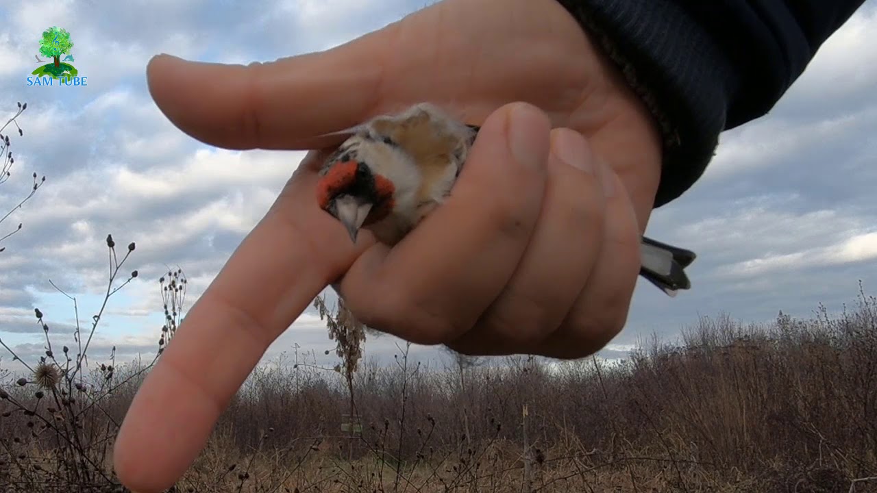 Goldfinch Trap    - طريقة صيد الحسون بالصمغ من الالف الى الياء
