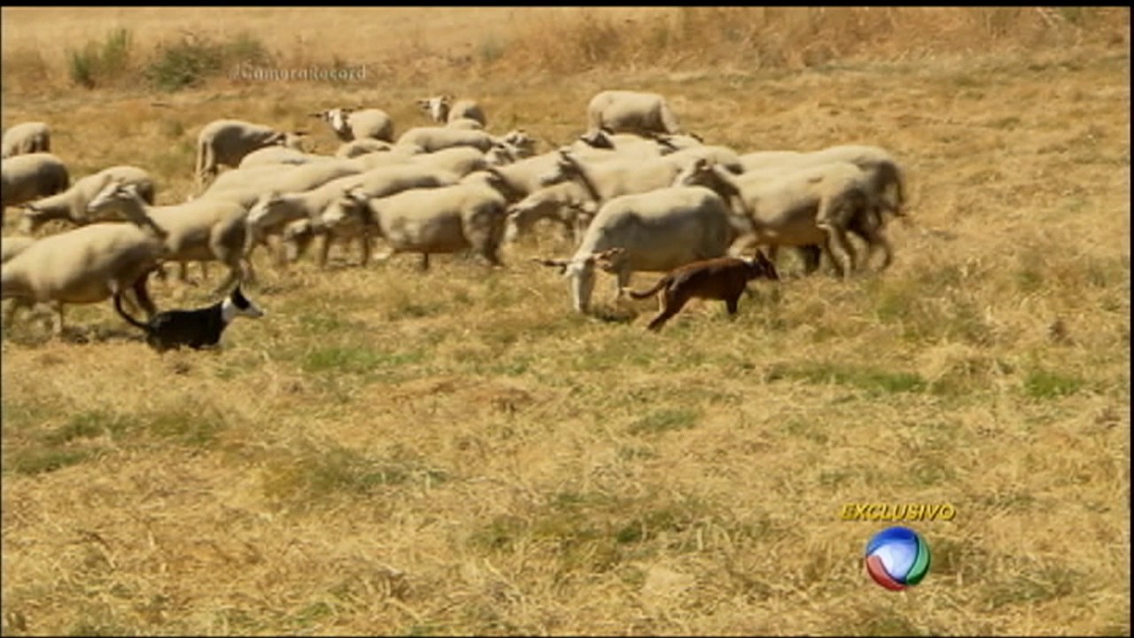Serra da Estrela: saiba como é feito o irresistível queijo português