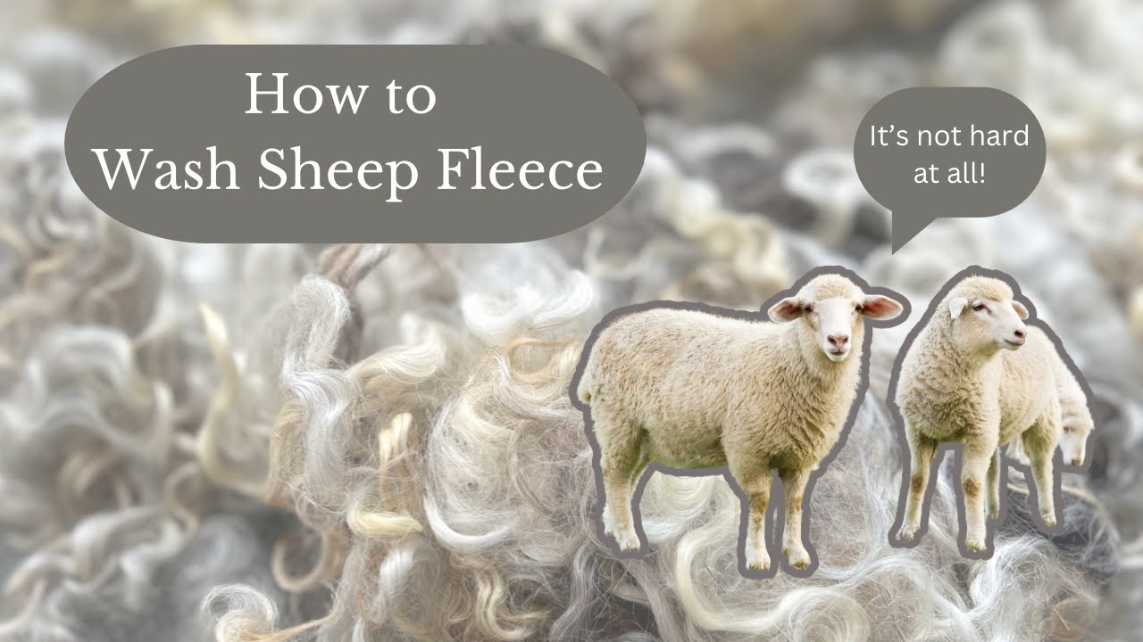 How to Wash Sheep Fleece | Tutorial On How to Wash Wool In Small Batches At Home | Knitting Podcast