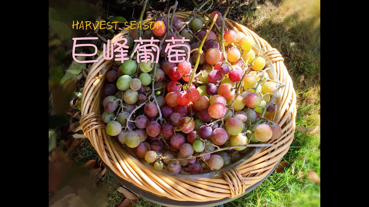 吃了自家栽種的有機巨峰葡萄  從此不再買超市的葡萄 Organic Grapes