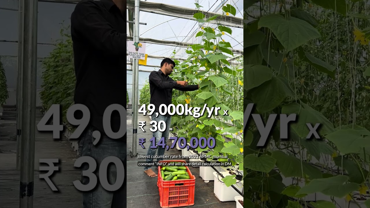 How to earn 14,70,000 from Cucumber Hydroponic Farming
