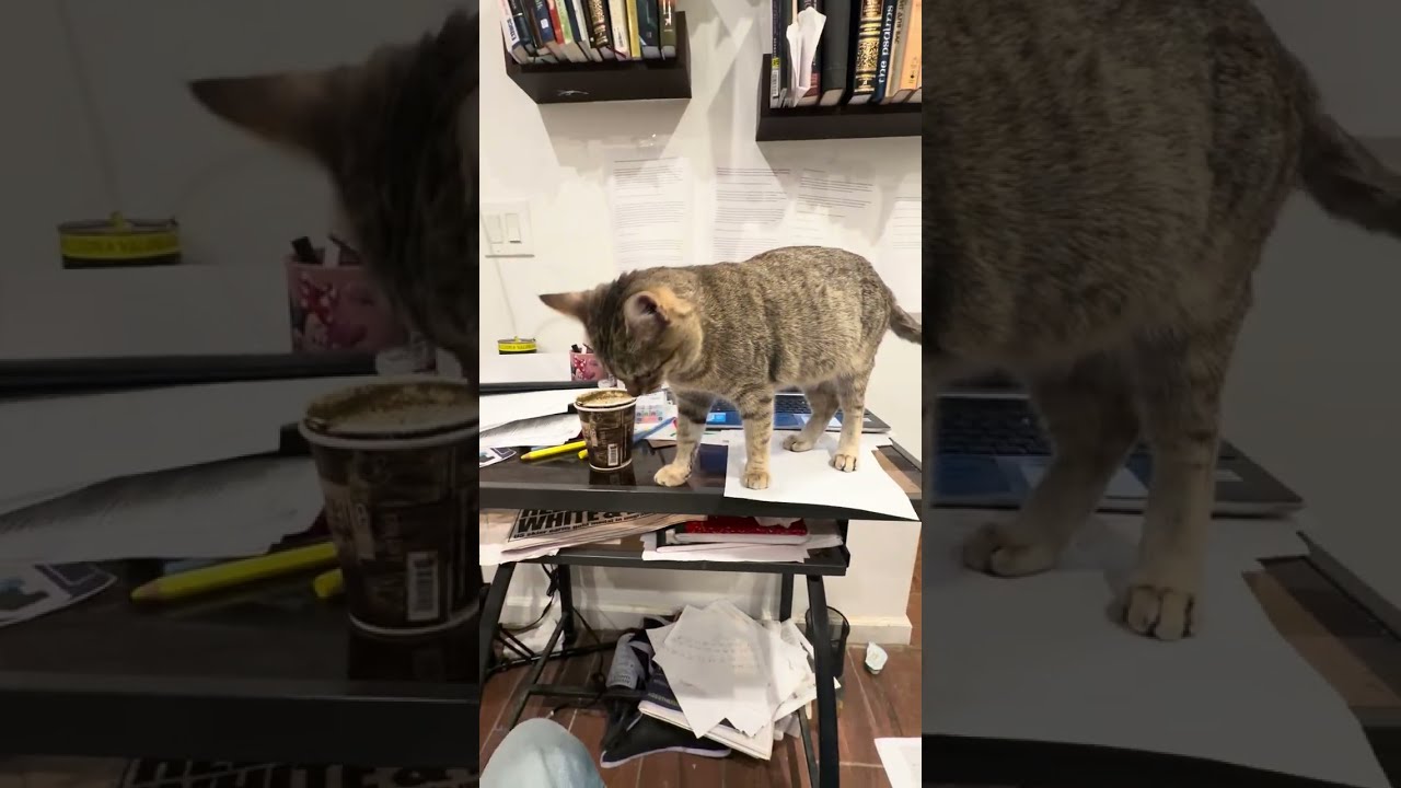 Haifa the Kanaani: Grace, Height, and Absolute Authority 🐾