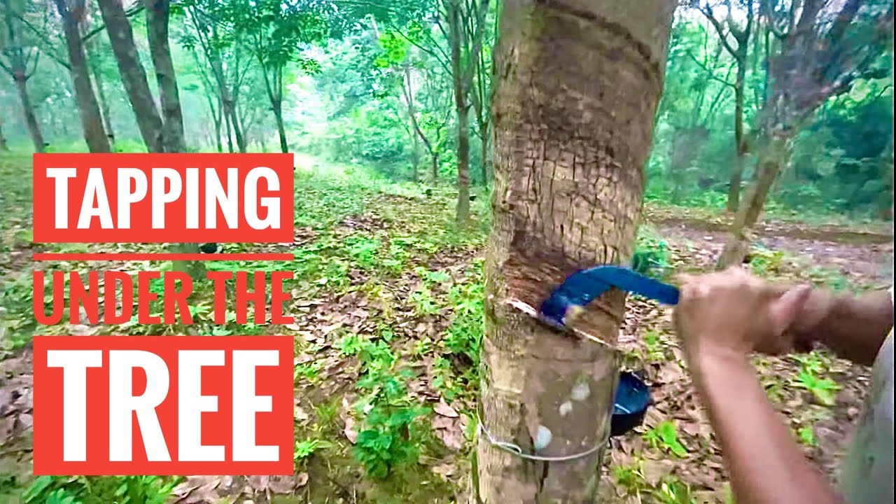 Tapping Under The Rubber Tree |Cutting And Collecting |#tripura