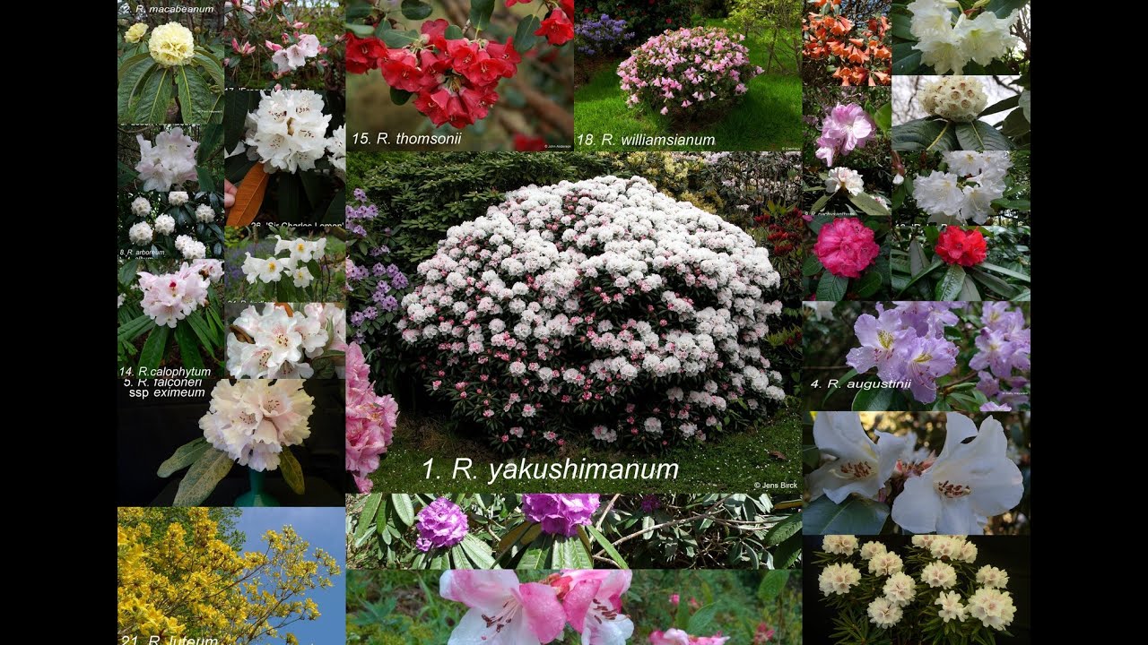 The Top 100 Rhododendrons for the Centenary, 2016