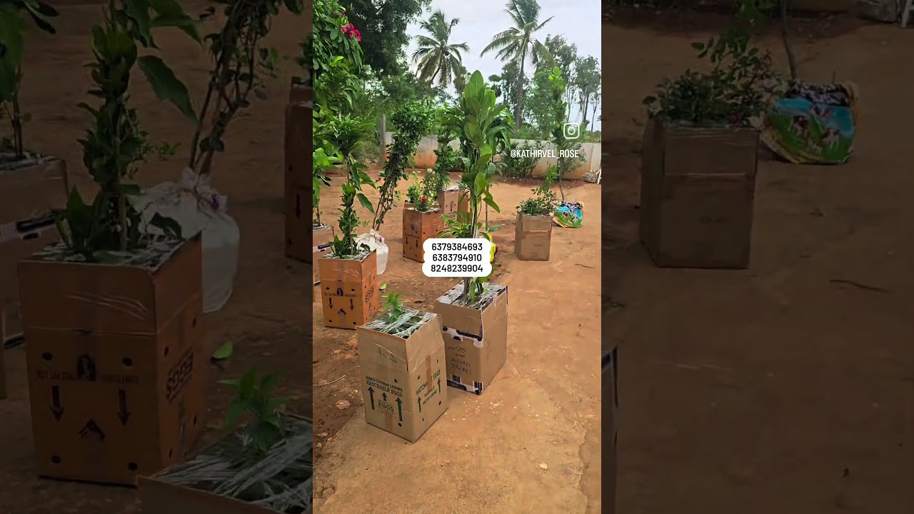 top quality plant online nursery sales=all fruit plants wholesale Nursery garden in Tamil Nadu