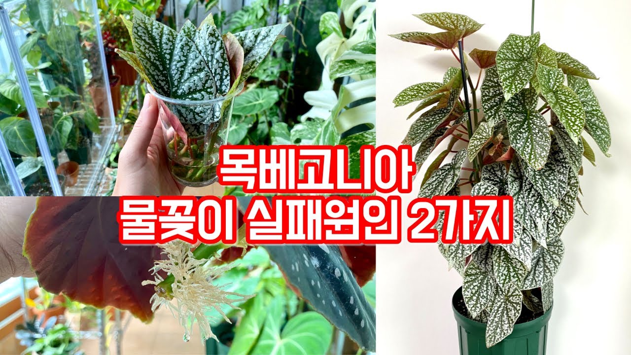 목베고니아 번식의 모든것!! 물꽂이 실패원인 2가지!! 삽목&물꽂이 후 정식하기!!