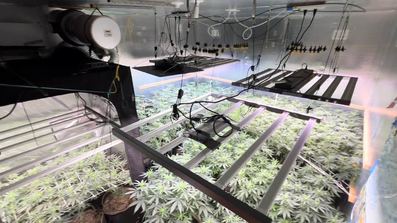 Day 21 Synganic indoor run. 👀 around. Green gro and simpro nutrients