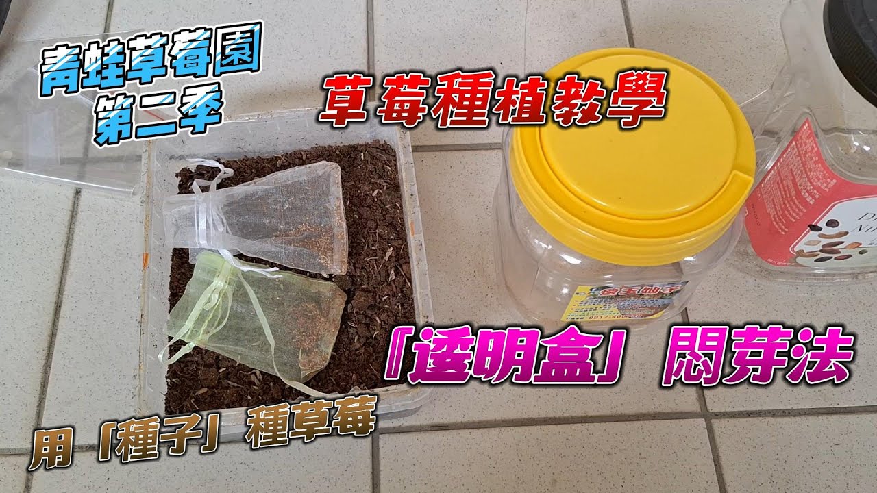無毒草莓種植教學 第十一集(第二季)：用草莓種子種草莓~「透明盒悶芽法」~百分百發芽#實現草莓自由#