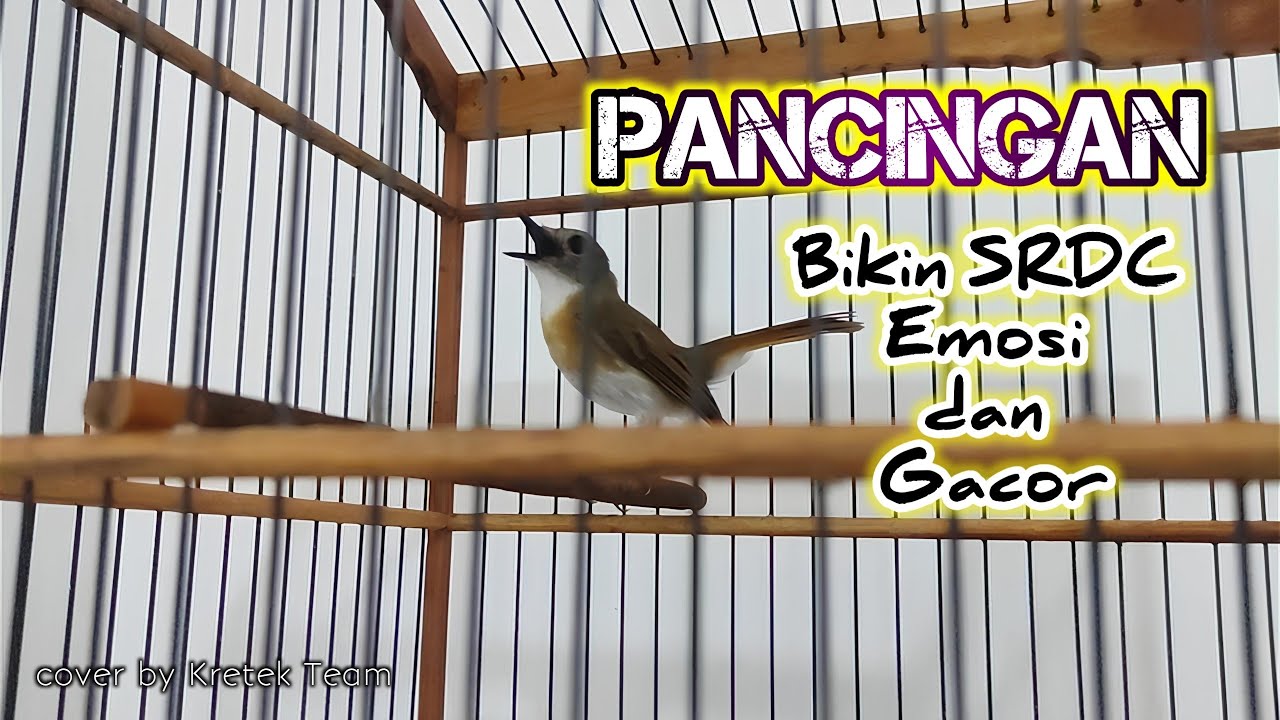 PANCINGAN SRDC BALI GACOR NGEPLONG || BIKIN BAHAN SRDC CEPAT EMOSI DAN GACOR !!