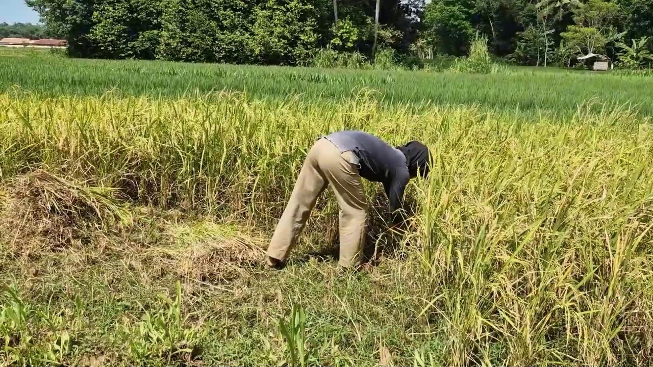 A GENIUS FARMER'S SKILL IN HARVESTING RICE QUICKLY USING A SHARP SICKLE! -Agriculture Farming