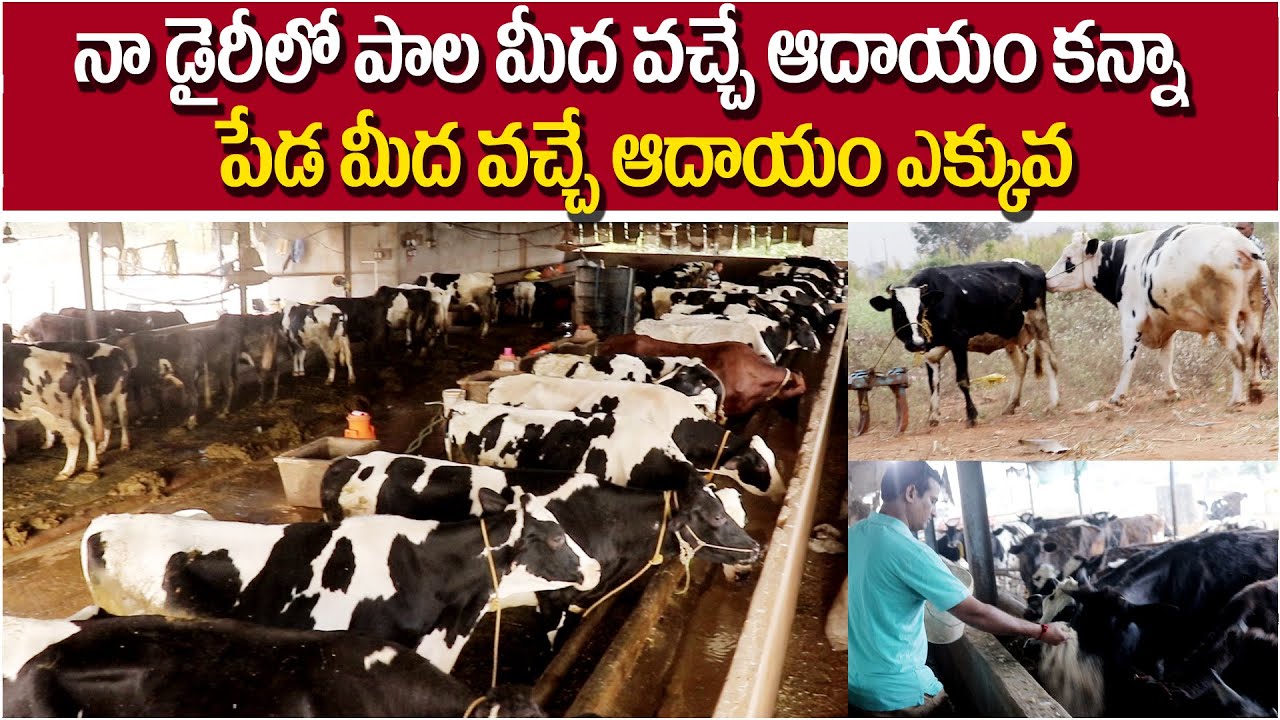 Success Story On Ideal Young Farmer Earn High Profits From HF Cow Dairy Farming in Telugu || i3MEDIA