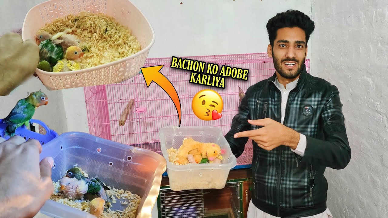 PARROTS 🐦 KY BACHON KO GOD LY LIYA😍