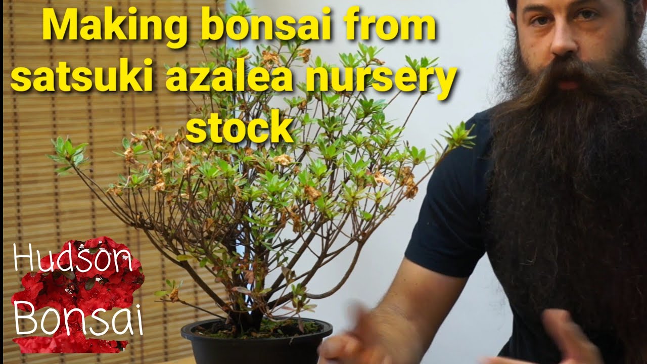 Making bonsai from azalea nursery stock.