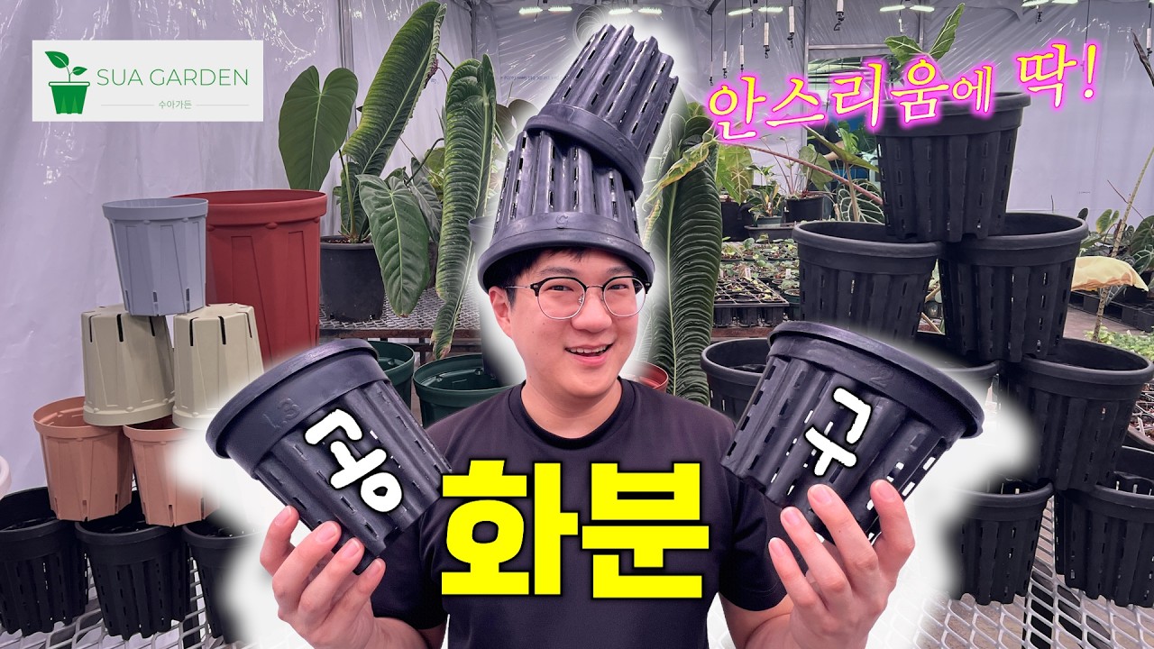 🔔공구🔔 이거 협찬은 맞는데요 제가 원래부터 제 돈 주고 사서 쓰고있던 거거덩여 ㅣ 헤라클레스 화분 ㅣ 안스리움 화분 추천