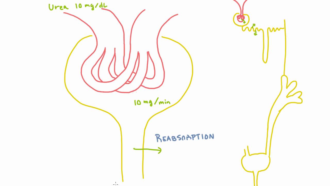 Reabsorption and Secretion of Substances in the Kidney