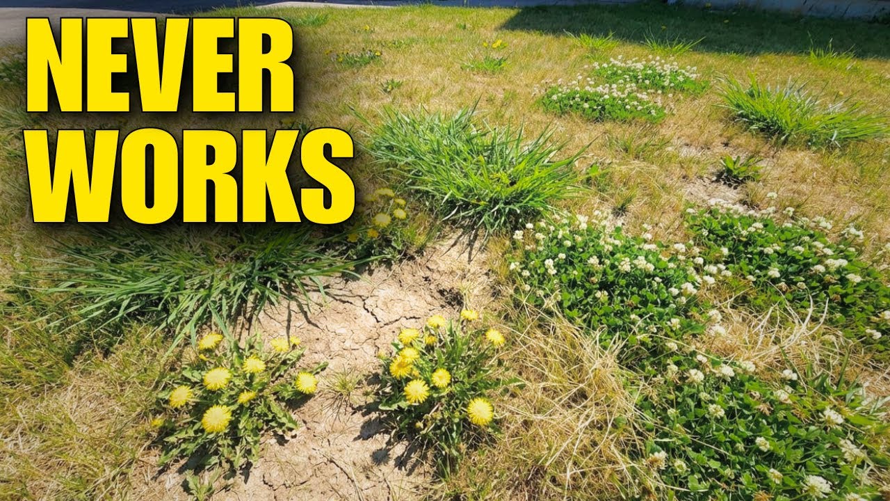 Why Spraying Your Lawn Once Never Works