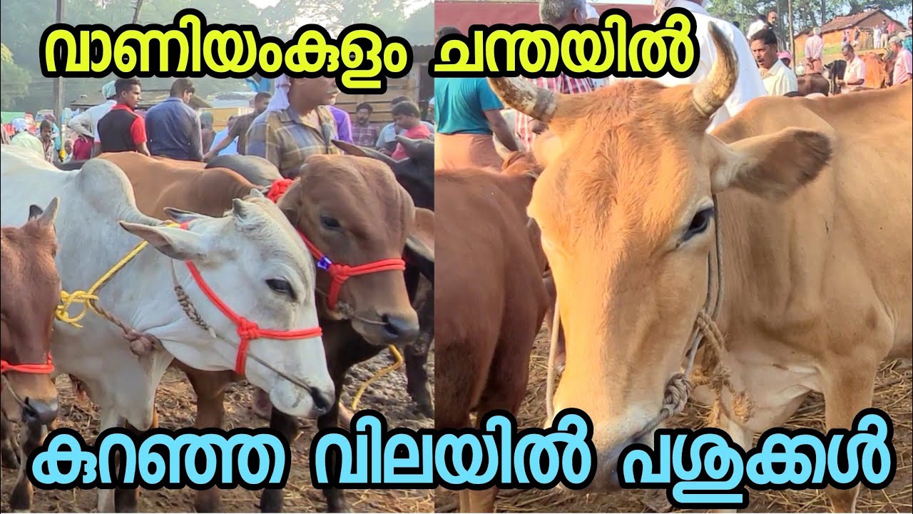 വാണിയംകുളം ചന്തയിൽ 8000 രൂപക്ക് മൂന്ന് മൂരിക്കുട്ടികൾ,അനേകം നാടൻ പശുക്കളും.vaniyamkulam chantha.