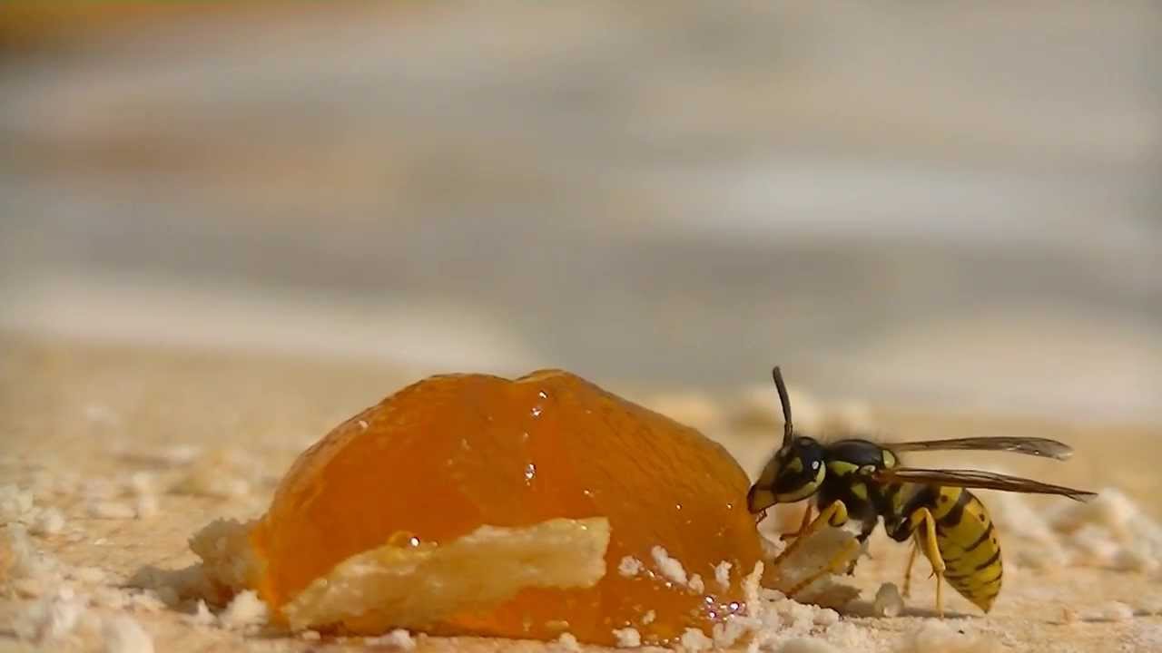 Wasp
