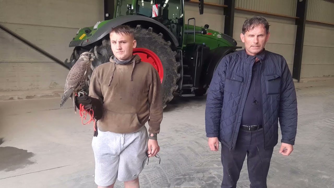 Гибридные соколы