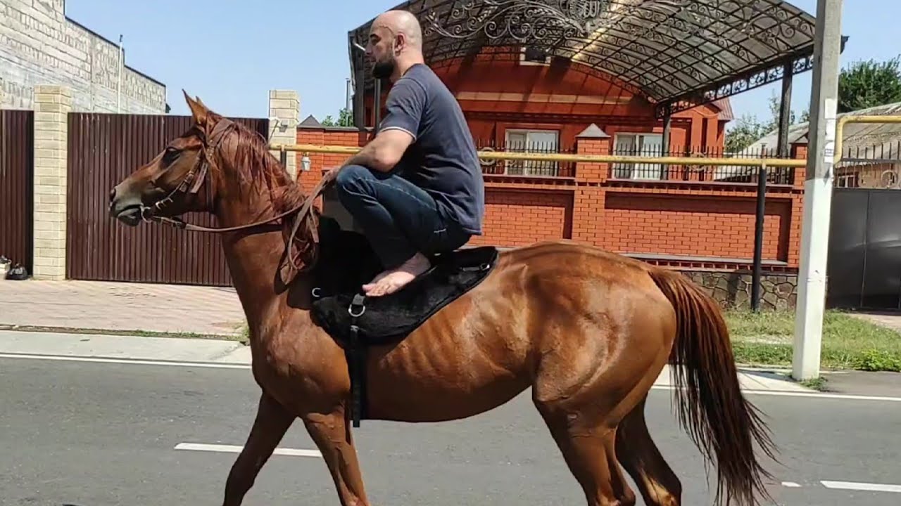 Купили чистокровную Английскую Кобылу, с красным паспортом.