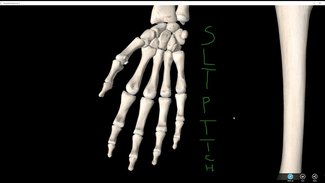 Carpals, Metacarpals, Phalanges