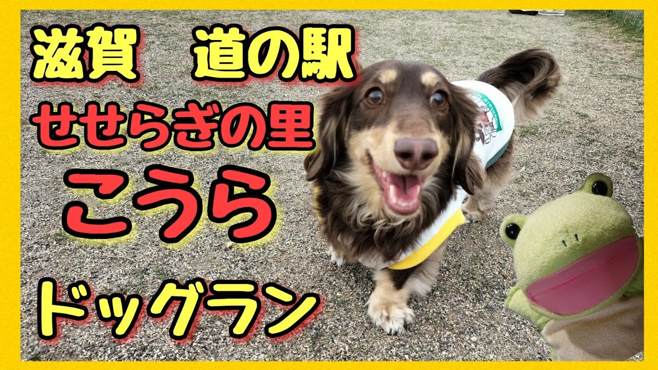 【 滋賀 道の駅せせらぎの里こうら 】愛犬と楽しくお出かけ。 わんちゃん用ピザもあるよ‼️