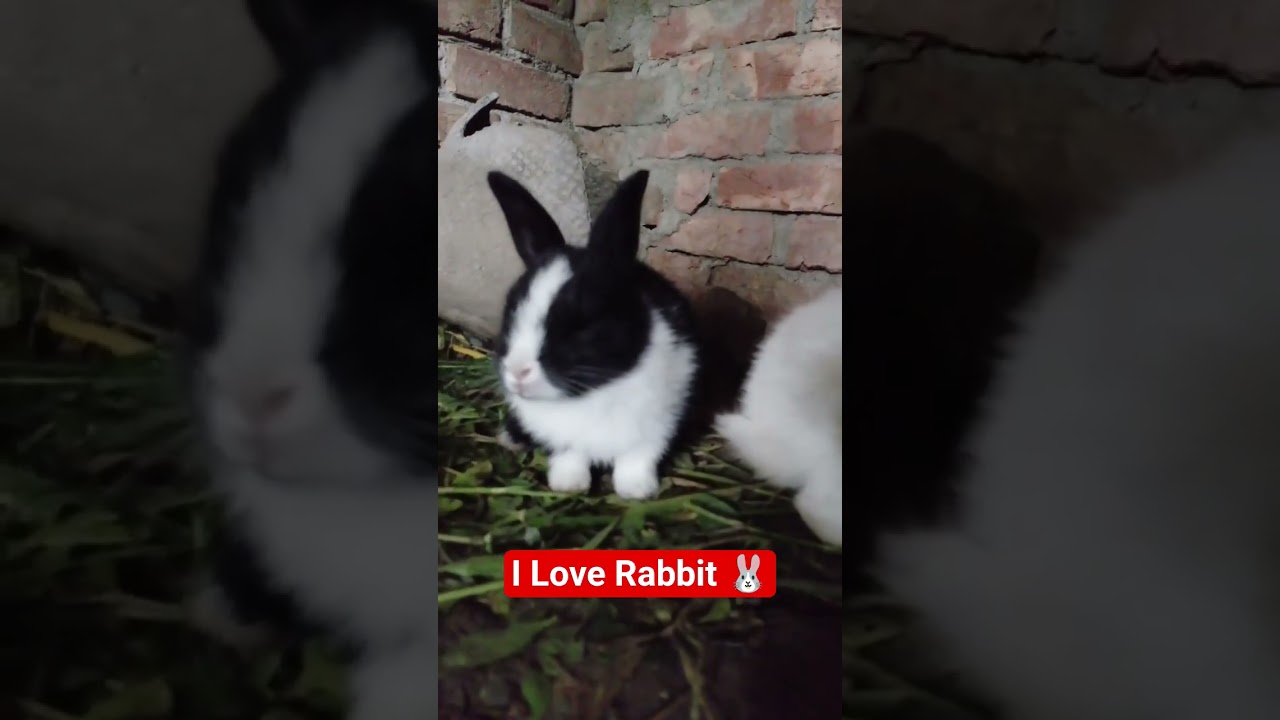 #rabbit #krishinews #farming