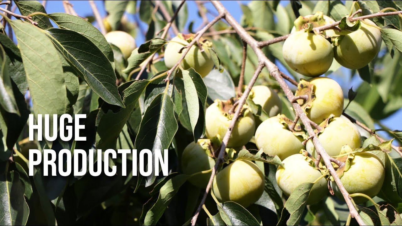 Persimmon Tree Won't Fruit? Here's How to Trick it into Insane Production