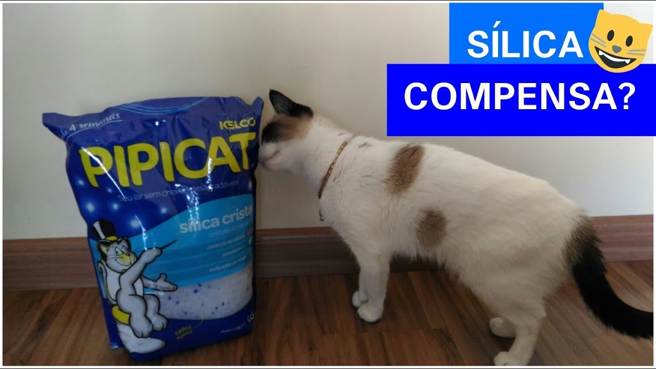AREIA SÍLICA VALE A PENA?  FAZ MAL PARA O GATO? ♥