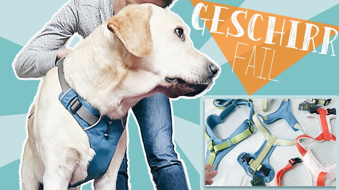 UNSERE GESCHIRRE & NEUES HUNDEGESCHIRR für Labrador Jimmy